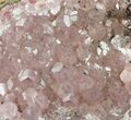 Pink Cobaltoan Calcite Crystals - Bou Azzer, Morocco #80135-1